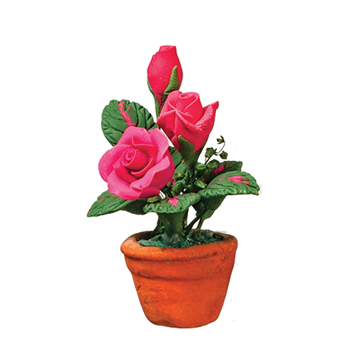 Pink Roses in Pot